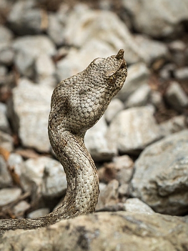 _16C7929 Horn-nosed Viper.jpg